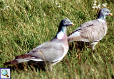 Ringeltaube (Wood Pigeon, Columba palumbus)