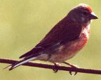 Bluthänfling (Linnet, Carduelis cannabina)