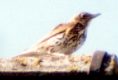 Singdrossel (Song Thrush, Turdus philomelos)