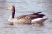 Graugans (Greylag Goose, Anser anser)