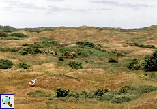 Blick auf die Vogelkolonie