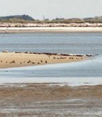 Seehunde am Strand und Spiekeroog im Hintergrund