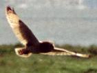 Sumpfohreule (Short-eared Owl, Asio flammeus)