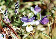 Wildes Stiefmütterchen (Wild Pansy, Viola tricolor)