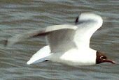 Adulte Lachmöwe im Prachtkleid (Common Black-headed Gull, Chroicocephalus ridibundus)