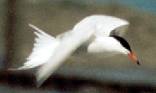 Flussseeschwalbe (Common Tern, Sterna hirundo)
