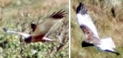Rohrweihe (Western Marsh Harrier, Circus aeruginosus)