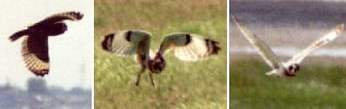 Sumpfohreule (Short-eared Owl, Asio flammeus)