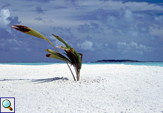 Auf der Insel Dhigufinolhu