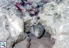 Gemalte Muräne (Painted Moray, Gymnothorax pictus)