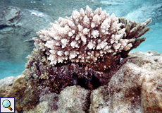 Koralle auf dem Riffdach von Sun Island