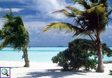 Strandvegetation auf Dhigufinolhu