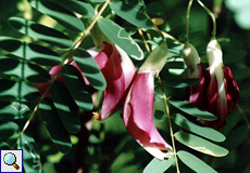 Australischer Korkbaum (Australian Corkwood Tree, Sesbania grandiflora)