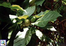 Noni-Baum (Indian Mullberry, Morinda citrifolia)