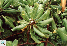 Scaevola-Busch (Beach Naupaka, Scaevola sericea)