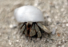 Landeinsiedlerkrebs (Land Hermit Crab, Coenobita sp.)