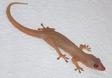 Asiatischer Hausgecko (House Gecko, Hemidactylus frenatus)