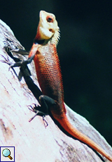 Männliche Blutsaugeragame (Bloodsucker Lizard, Calotes versicolor)
