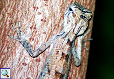 Weibliche Blutsaugeragame (Bloodsucker Lizard, Calotes versicolor)