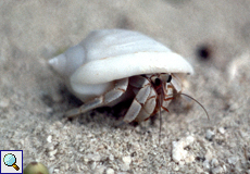 Landeinsiedlerkrebs (Land Hermit Crab, Coenobita sp.)
