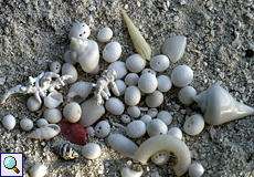 Muscheln und Schneckenhäuser am Strand