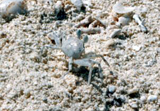 Unbestimmte Krabbenart Nr. 1