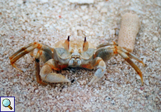 Unbestimmte Krabbenart Nr. 2 (Ocypode sp.?)