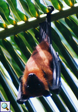 Maledivischer Flughund (Indian Flying Fox, Pteropus giganteus ariel)