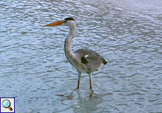 Graureiher (Grey Heron, Ardea cinerea cinerea)
