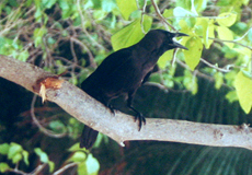 Glanzkrähe (House Crow, Corvus splendens)