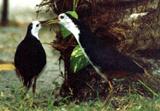 Weißbrust-Kielralle (White-breasted Water Hen, Amaurornis phoenicurus)