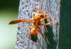 Unbestimmte Wespenart Nr. 1