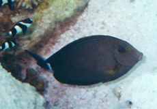 Achselklappen-Doktorfisch (Epaulette Surgeonfish, Acanthurus nigricauda)