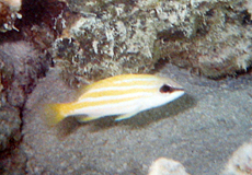 Junger Blaustreifen-Schnapper (Bluestripe Snapper, Lutjanus kasmira)