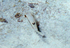 Bennetts Krugfisch (Bennett's Puffer, Canthigaster bennetti)