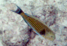 Blaustreifen-Doktorfisch (Lined Surgeonfish, Acanthurus lineatus)