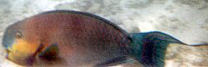 Weiblicher Buckelkopf-Papageifisch (Indian Ocean Steephead Parrotfish, Chlorurus strongylocephalus)