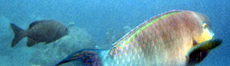 Buckelkopf-Papageifisch (Indian Ocean Steephead Parrotfish, Chlorurus strongylocephalus)