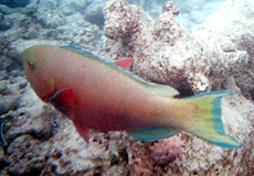 Weiblicher Buckelkopf-Papageifisch (Indian Ocean Steephead Parrotfish, Chlorurus strongylocephalus)