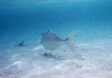 Buckel-Nasendoktorfisch (Humpback Unicornfish, Naso brachycentron)