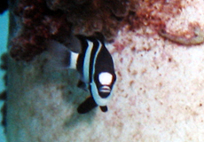 Dreibinden-Preußenfisch (Three-Stripe Damsel, Dascyllus aruanus)