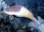 Dunkelkappen-Papageienfisch (Fivesaddle Parrotfish, Scarus scaber)