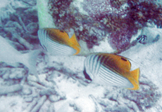 Fähnchen-Falterfisch (Tailfin Butterflyfish, Chaetodon auriga)