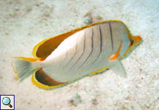 Gelbkopf-Falterfisch (Yellowhead Butterflyfish, Chaetodon xanthocephalus)