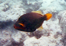 Orangestreifen-Drückerfisch (Orange-lined Triggerfish, Balistapus undulatus)