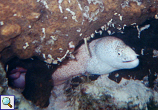 Gemalte Muräne (Painted Moray, Gymnothorax pictus)