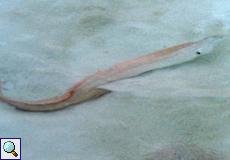 Gemalte Muräne (Painted Moray, Gymnothorax pictus)