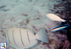 Gemeiner Putzerlippfisch (Cleaner Wrasse, Labroides dimidiatus)