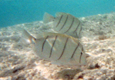 Gitter-Doktorfisch (Convict Surgeonfish, Acanthurus triostegus)