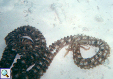 Godeffroys Seegurke (Godeffroy's Sea Cucumber, Euapta godeffroyi)